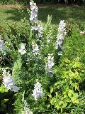 Larkspur / Consolida species